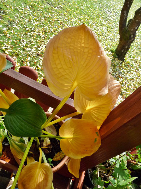  - 2020 - 03 - Toamna