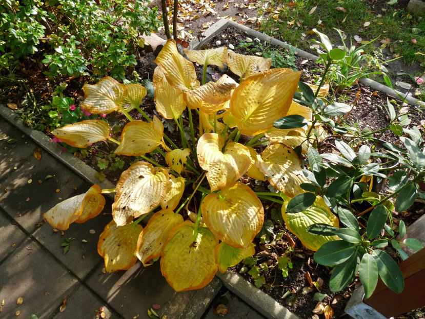  - 2020 - 03 - Toamna