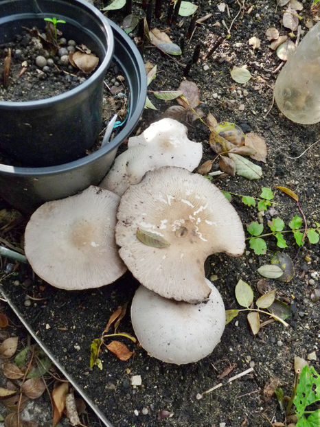  - 2020 - 03 - Toamna