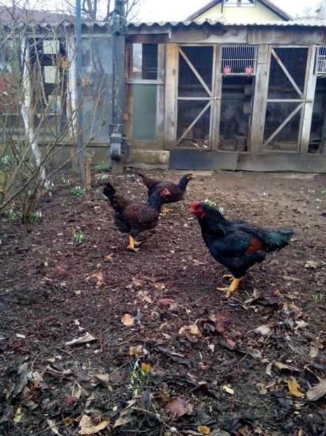 Poze eu 112 - 10 Gaini