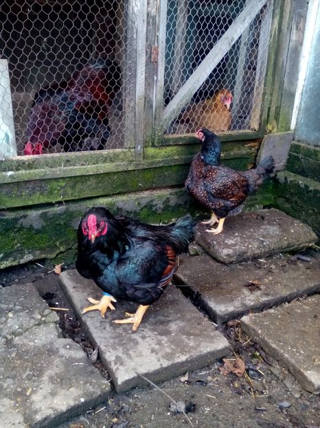 Poze eu 113 - 10 Gaini