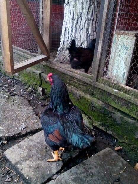 Poze eu 114 - 10 Gaini