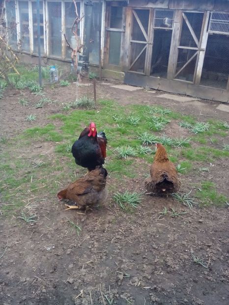 Poze eu 140 - 10 Gaini