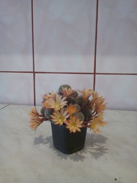 Poze eu 118 - 11 Flori