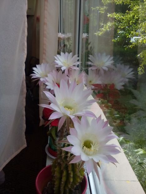 Poze eu 005 - 11 Flori