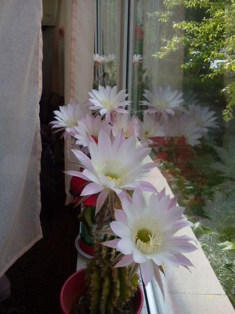 Poze eu 006 - 11 Flori