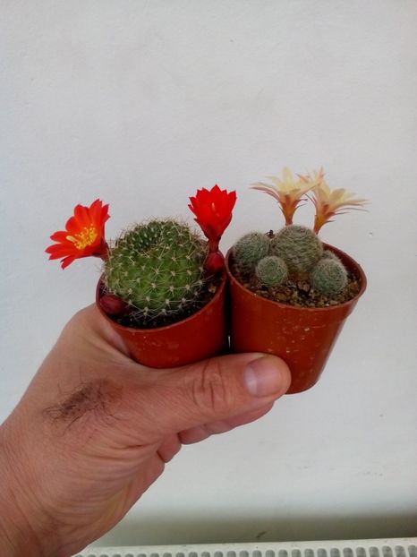 Poze eu 018 - 11 Flori