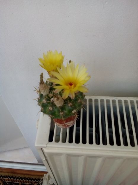 Poze eu 055 - 11 Flori