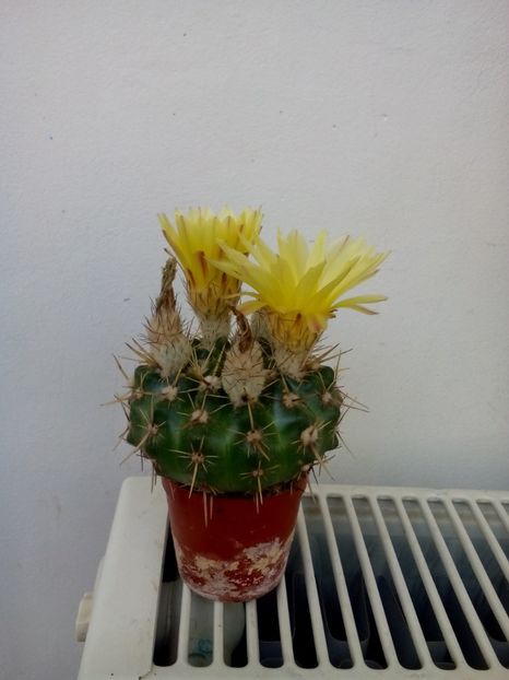 Poze eu 056 - 11 Flori