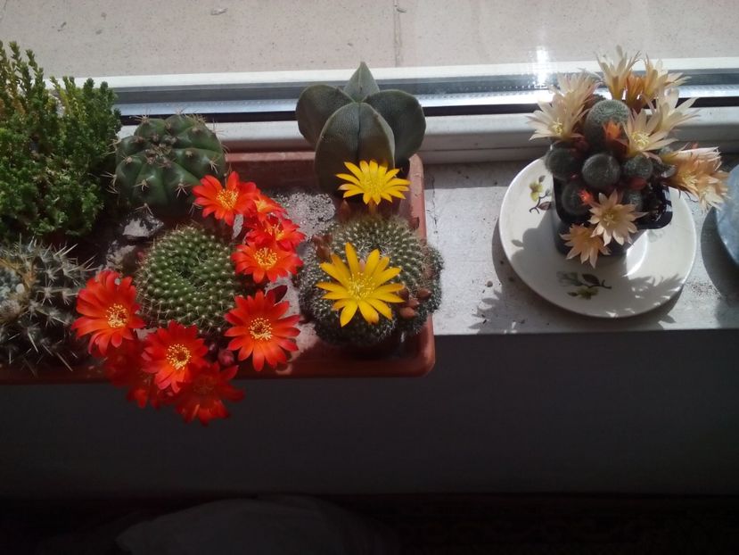 Poze eu 097 - 11 Flori