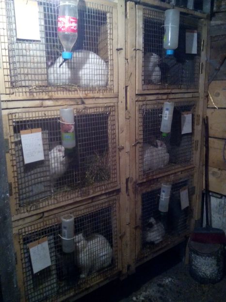 Poze eu 039 - 12 Iepuri