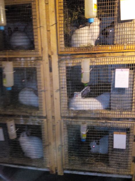 Poze eu 038 - 12 Iepuri