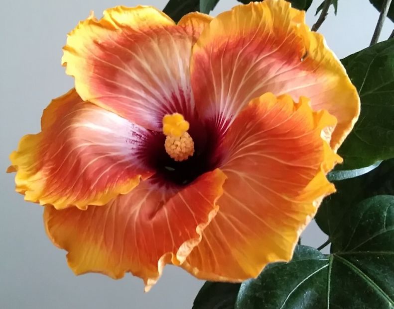  - Hibiscus Tahitian Autumn Odyssey