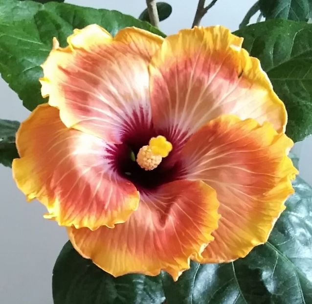  - Hibiscus Tahitian Autumn Odyssey