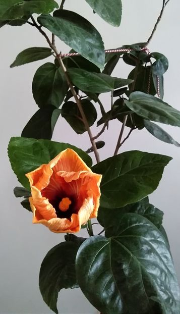  - Hibiscus Tahitian Autumn Odyssey