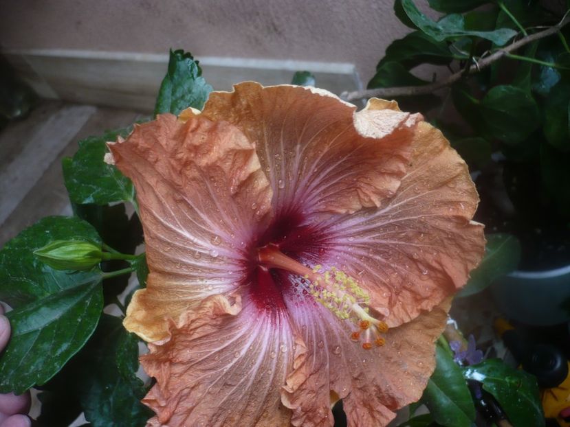 26.10.2020 - HIBISCUSI 2020-5