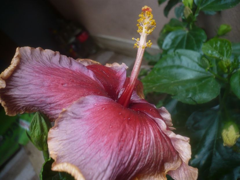 P1470085 - HIBISCUSI 2020-5