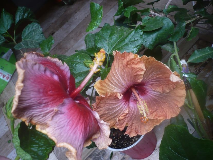 P1470086 - HIBISCUSI 2020-5
