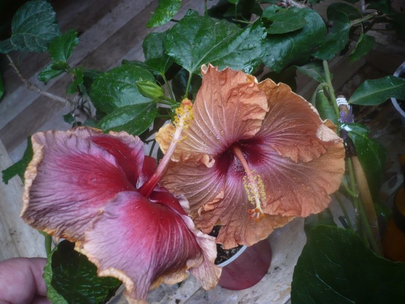 P1470088 - HIBISCUSI 2020-5