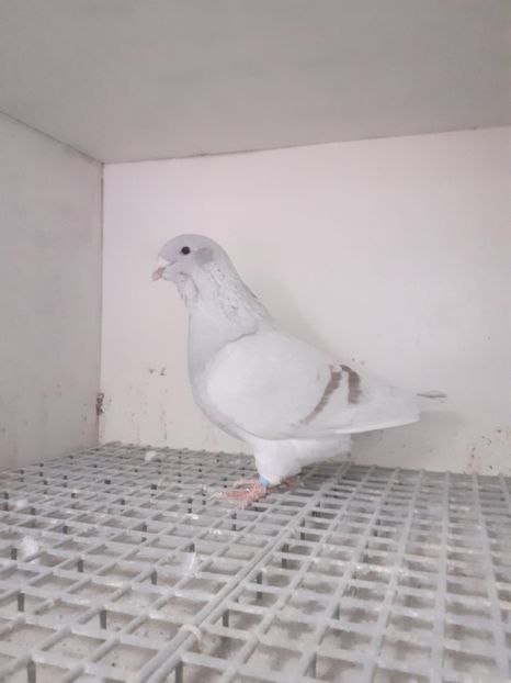  - Câțiva dintre porumbeii mei