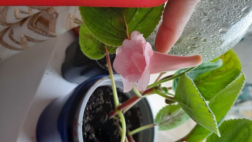  - diverse flori 2020