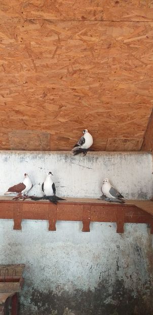 IMG-20201026-WA0011 - A-Randunele de Saxonia