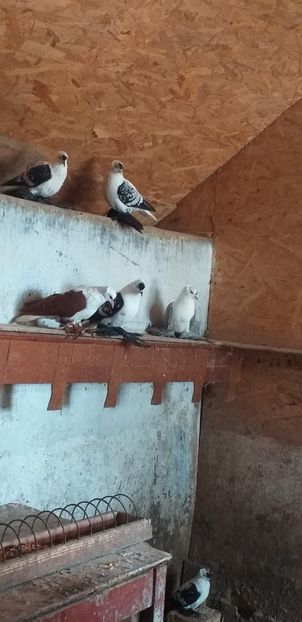 IMG-20201026-WA0014 - A-Randunele de Saxonia