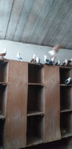 IMG-20201026-WA0018 - A-Randunele de Saxonia