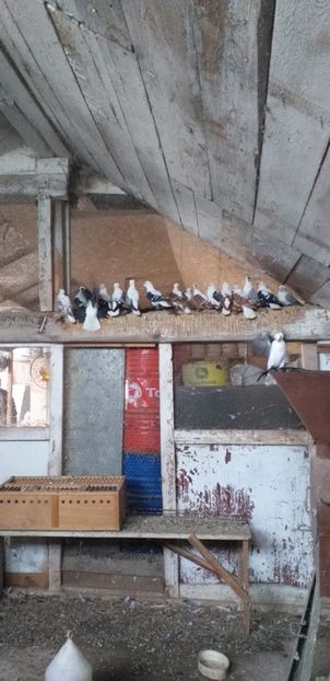 IMG-20201026-WA0019 - A-Randunele de Saxonia