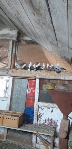 IMG-20201026-WA0020 - A-Randunele de Saxonia