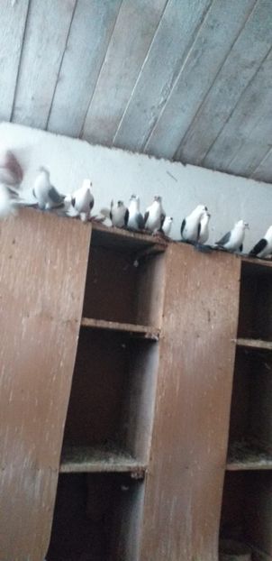 IMG-20201026-WA0022 - A-Randunele de Saxonia