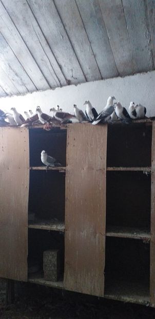 IMG-20201026-WA0023 - A-Randunele de Saxonia