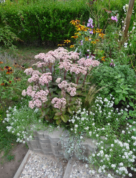  - Alyssum
