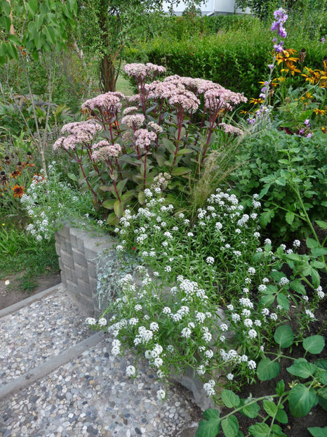  - Alyssum