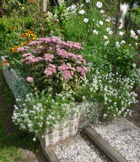  - Alyssum