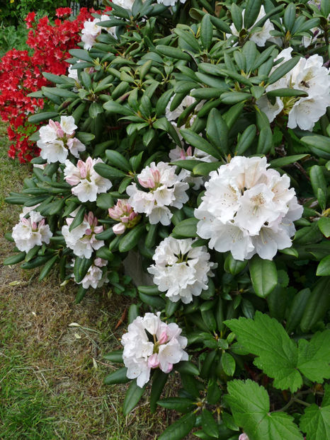  - Azalee si Rhododendroni