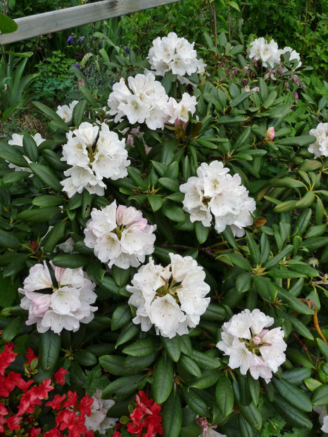  - Azalee si Rhododendroni