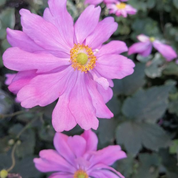 Anemone japoneze - Anemone Japoneze