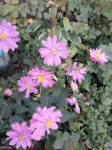 Clematita Kasandra - Anemone Japoneze