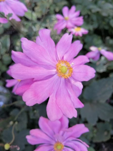  - Anemone Japoneze