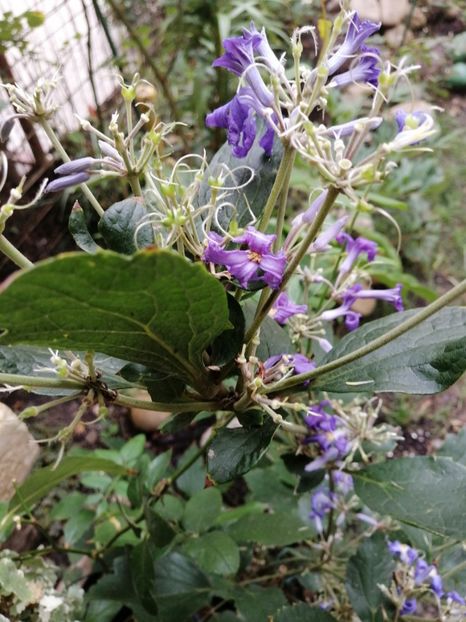 Clematita Kasandra - Anemone Japoneze