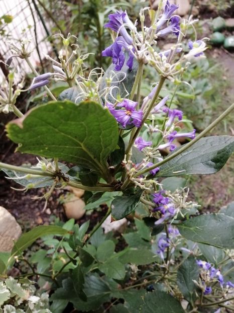 Clematita Kasandra - Clematita Kassandra