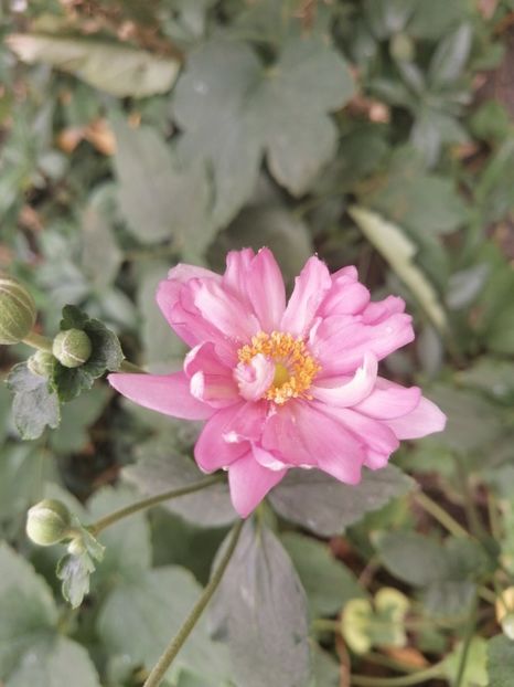 Aster - Clematita Kassandra