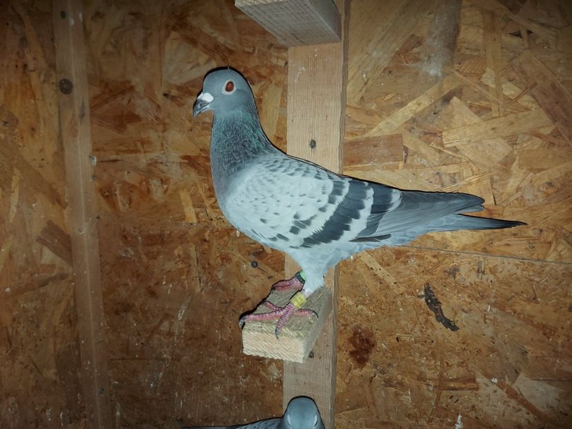 VANDUTA - 959699-19-F - FIICA 1 JUD AS SUPER 2 ANI - VANDUTI 2018-2019-2020