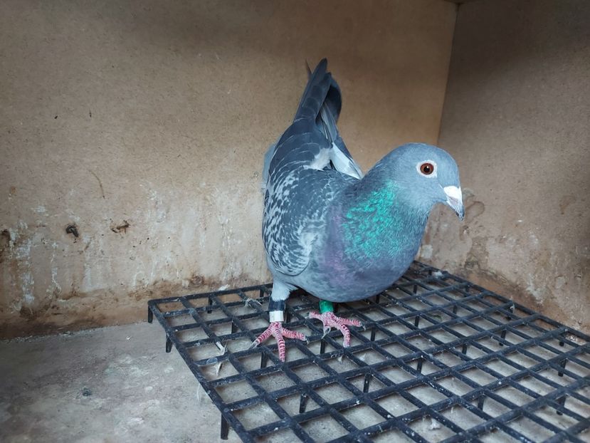 VANDUTA - 417050-18-F - FIICA 3 GENERAL MATURI - 30 RON - VANDUTI 2018-2019-2020