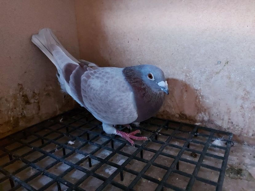 VANDUT - 959599-19-M - FIU 1 JUD AS SUPER 2 ANI - VANDUTI 2018-2019-2020