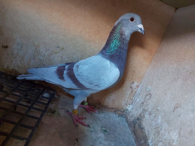 VANDUT - 835-19-M -FIU 2 JUD AS FOND 2 ANI, TATAL LOC 11 DERBY PUI 500KM - VANDUTI 2018-2019-2020