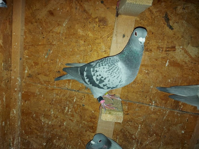 VANDUTA - 213827-2016-F - 100 RON - NORME VITEZADEMIFONDGENERAL 2020 - VANDUTI 2018-2019-2020