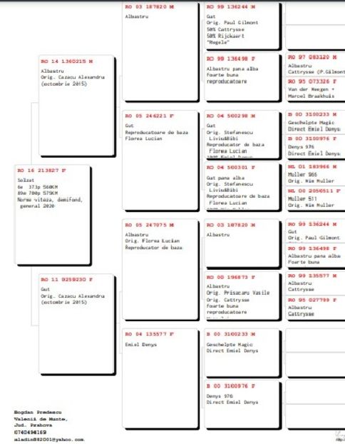 PEDIGREU 213827-16-F - VANDUTI 2018-2019-2020