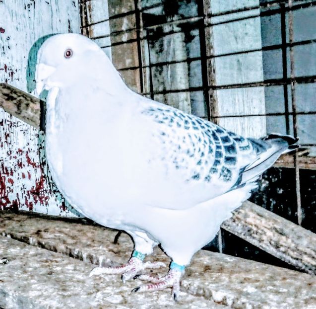  - Cer de vara trecută